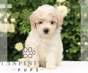 Medium Poodle (Toy)