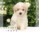 Small Poodle (Toy)