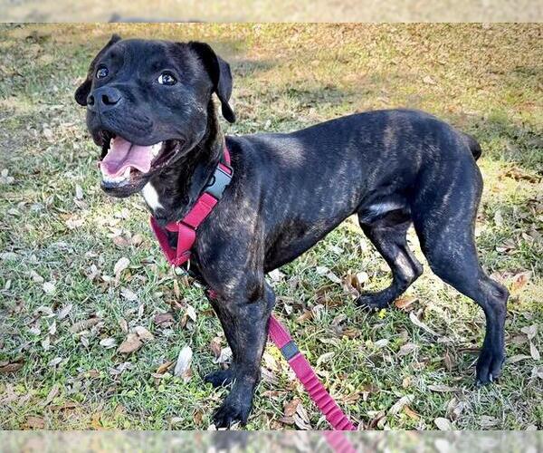 Medium Photo #1 American Staffordshire Terrier-Unknown Mix Puppy For Sale in Tallahassee, FL, USA