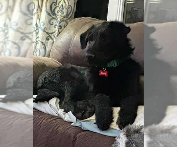 Medium Photo #2 Labradoodle Puppy For Sale in Farmington, MN, USA