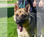 Small #4 German Shepherd Dog
