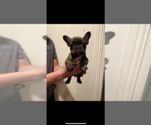 French Bulldog Puppy for sale in QUANAH, TX, USA