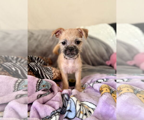 Medium Photo #3 Brussels Griffon Puppy For Sale in Marina Del Rey, CA, USA