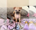 Small #2 Brussels Griffon