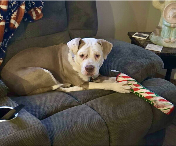 Medium Photo #21 Mutt Puppy For Sale in Mount Laurel, NJ, USA
