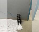 Small Mutt