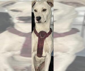 Labrador Retriever Dogs for adoption in Stockton, CA, USA