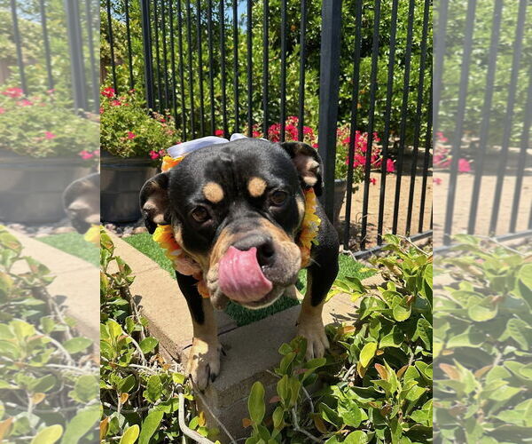 Medium Photo #10 American Staffordshire Terrier-Rottweiler Mix Puppy For Sale in Redlands, CA, USA
