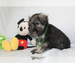 Small #1 Schnauzer (Miniature)