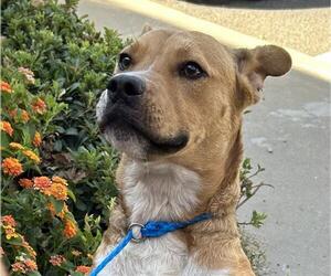 Labrador Retriever-Unknown Mix Dogs for adoption in Lodi, CA, USA