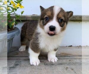 Pembroke Welsh Corgi Dogs for adoption in WENTWORTH, MO, USA
