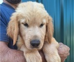 Puppy Male 686 Golden Retriever