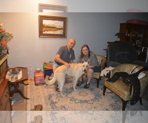 Chucky - Male - Mix Dog for Adoption - Photo #3