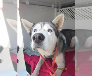 Siberian Husky Dogs for adoption in Santa Rosa, CA, USA