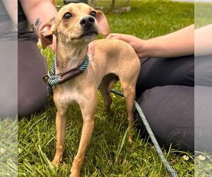 Chiweenie Dogs for adoption in Bristol, CT, USA