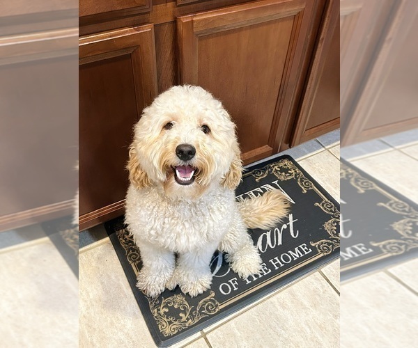 Medium Photo #1 Bernedoodle Puppy For Sale in ELK GROVE, CA, USA
