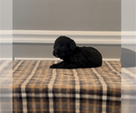Small Photo #68 Bernedoodle-Labradoodle Mix Puppy For Sale in MILFORD, NJ, USA