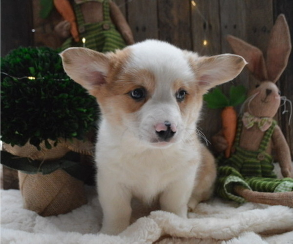 Medium Photo #1 Pembroke Welsh Corgi Puppy For Sale in HONEY BROOK, PA, USA