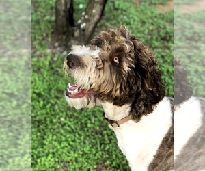 Father of the Labradoodle puppies born on 05/17/2026
