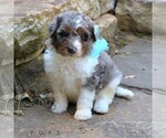 Small #4 Bernedoodle (Miniature) (+ Poodle Miniature)
