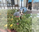 Small #2 Faux Frenchbo Bulldog