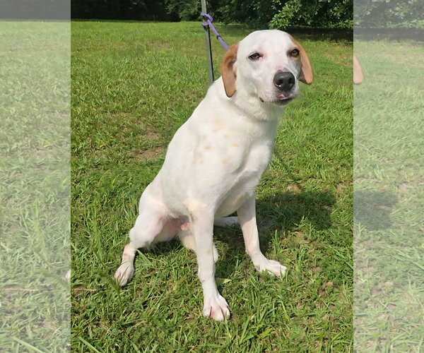 Medium Photo #6 Greyhound-Labrador Retriever Mix Puppy For Sale in Attalka, AL, USA
