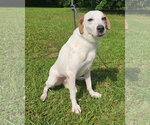 Small #5 Greyhound-Labrador Retriever Mix