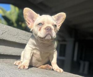 French Bulldog Puppy for sale in ANCHORAGE, AK, USA