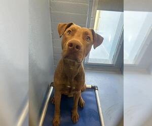 Unknown-Vizsla Mix Dogs for adoption in Downey, CA, USA