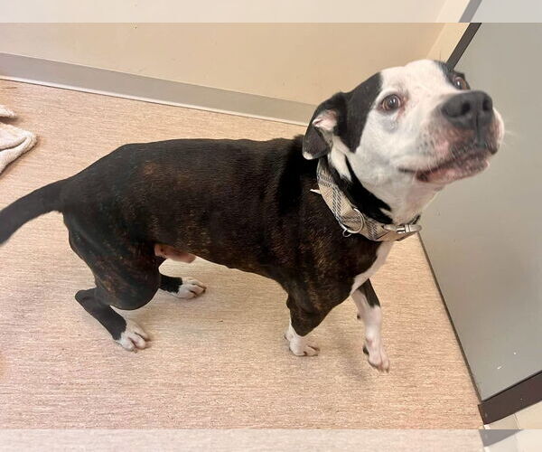 Medium Photo #25 Mutt Puppy For Sale in Mount Laurel, NJ, USA