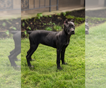 Small #24 Cane Corso