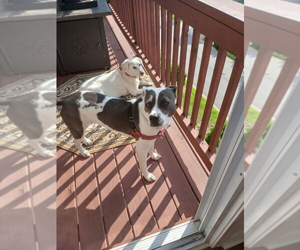 Medium Photo #26 Mutt Puppy For Sale in Candler, NC, USA