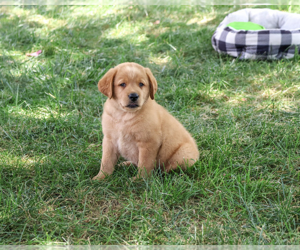 Medium Photo #6 Labrador Retriever Puppy For Sale in SYRACUSE, IN, USA