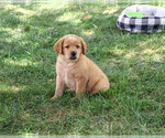 Small #5 Labrador Retriever