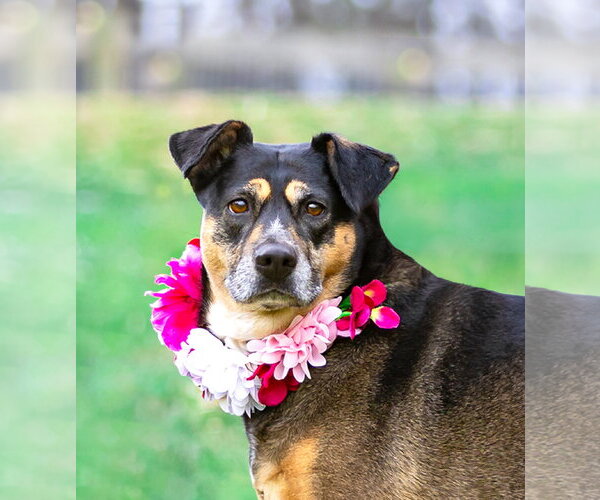 Medium Photo #4 Mutt Puppy For Sale in Unionville, PA, USA