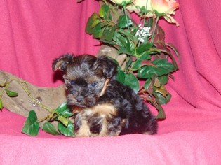 Yorkshire Terrier Puppy for sale in HARTFORD, AR, USA