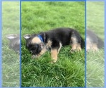 Puppy 1 German Shepherd Dog