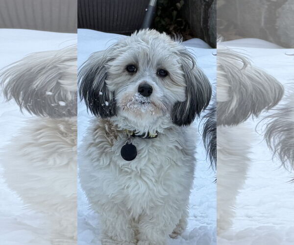 Medium Photo #2 Havanese Puppy For Sale in St. Louis Park, MN, USA