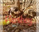 Small Photo #1 Dachshund Puppy For Sale in SANTA CLARITA, CA, USA