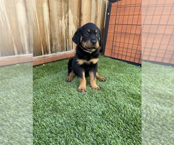 Medium Photo #12 Rottweiler Puppy For Sale in SAN JOSE, CA, USA