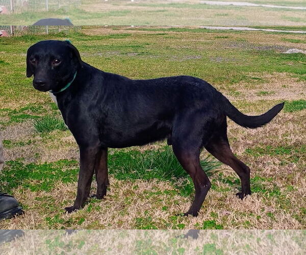Medium Photo #2 Miniature Pinscher-Unknown Mix Puppy For Sale in Pryor, OK, USA