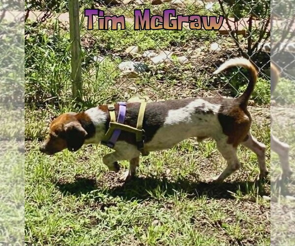 Medium Photo #5 Dachshund Puppy For Sale in San Antonio, TX, USA