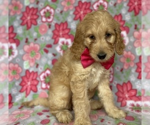 Goldendoodle Puppy for sale in LANCASTER, PA, USA