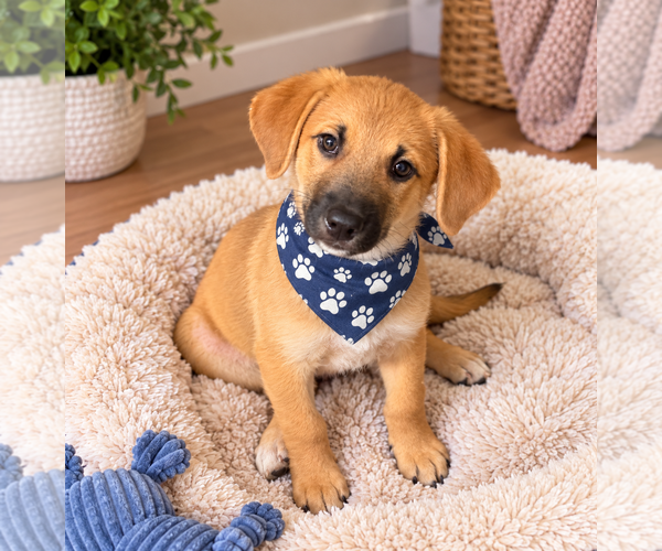 Medium Photo #3 Aussiedor Puppy For Sale in Phoenix, AZ, USA