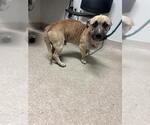 Small Mutt