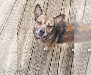 Sable - Female Chihuahua-Unknown Mix Dog for Adoption - Photo #9
