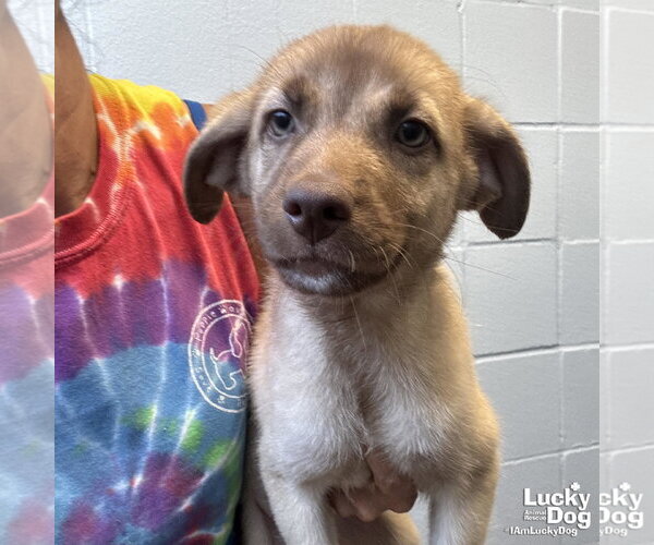 Medium Photo #2 Labrador Retriever-Unknown Mix Puppy For Sale in Washington, DC, USA