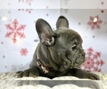 Small Photo #2 French Bulldog Puppy For Sale in ERIAL, NJ, USA