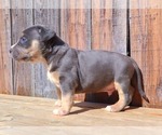 Small Photo #7 American Bully Puppy For Sale in PHOENIX, AZ, USA