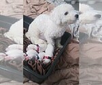 Small Photo #2 Bichon Frise Puppy For Sale in ORLANDO, FL, USA